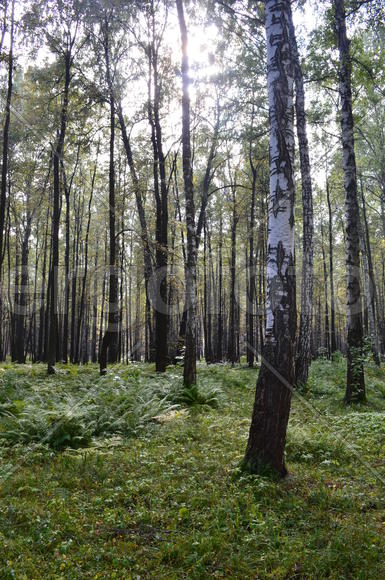 Пейзаж в чаще леса 