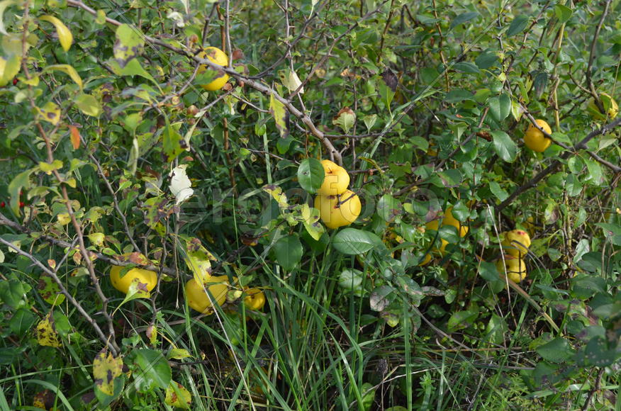 Спелые плоды Фейхоа на дереве 