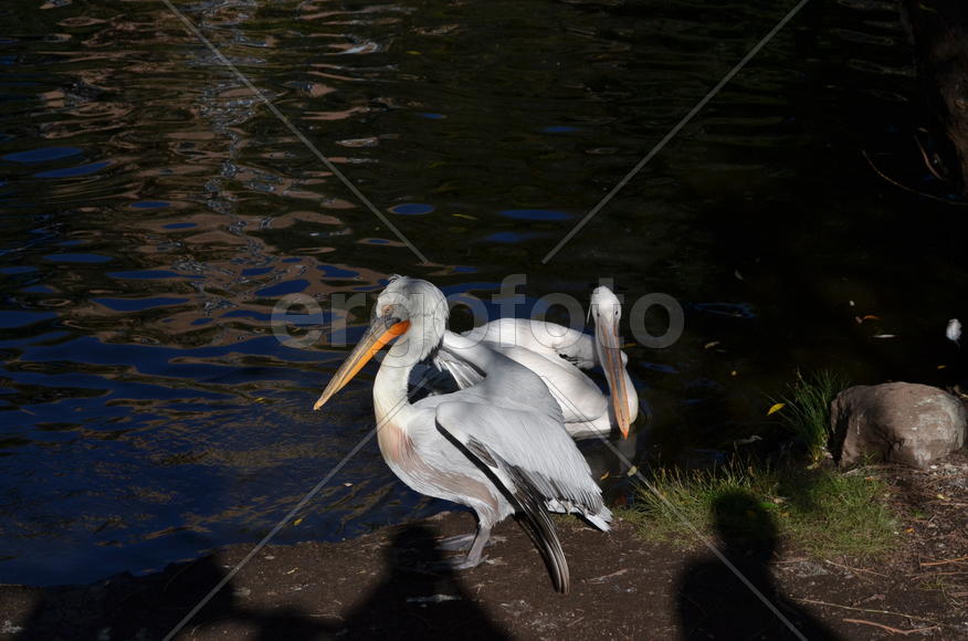 Пеликан у водоема 