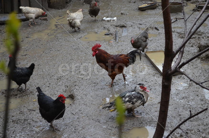 Утренняя прогулка петуха по двору