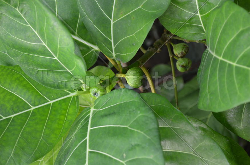 Фикус бенгальский Ficus benghalensis: соцветия 