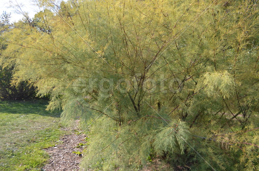 Полынь золотая