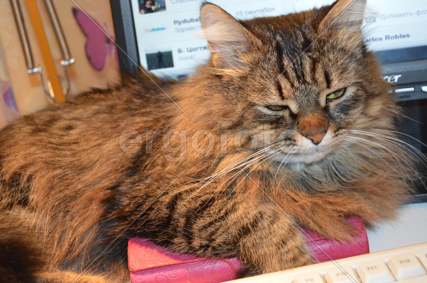 Домашние ухоженные кошки 