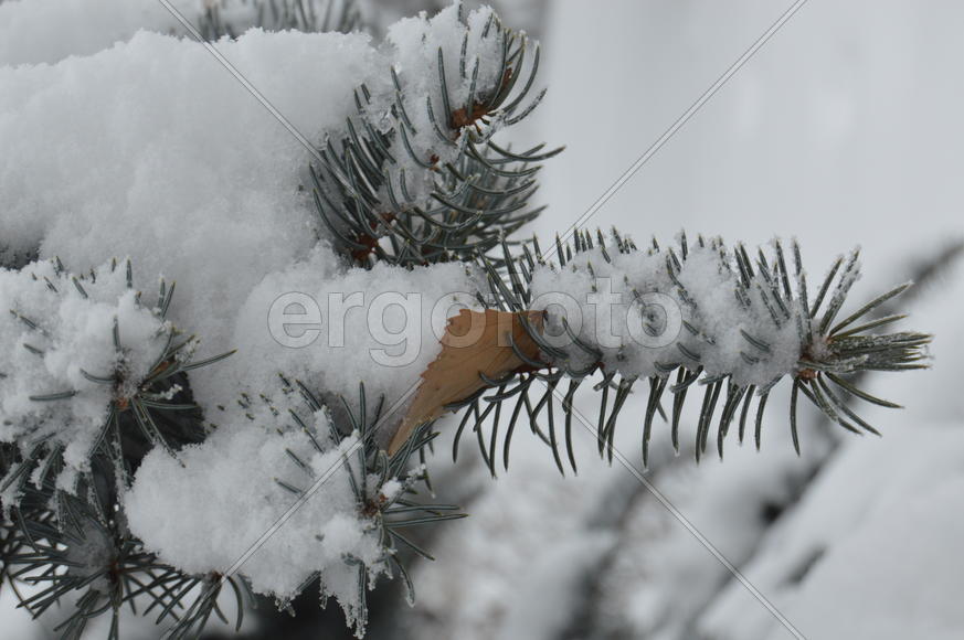 Заснеженные ветви деревьев 