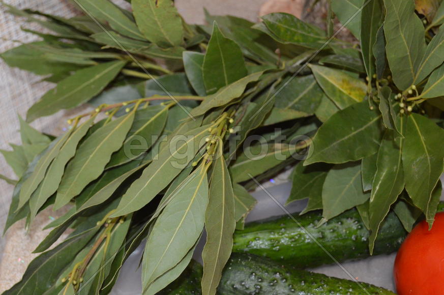 Натюрморт с лавровыми ветками 