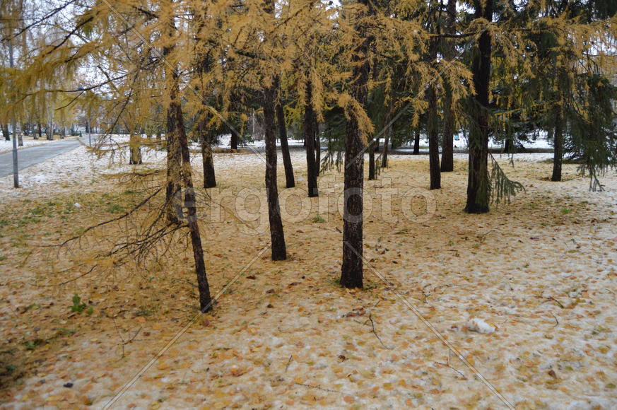 Первый снег поздней осенью 