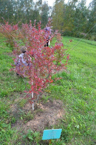 Садоводческое хозяйство 