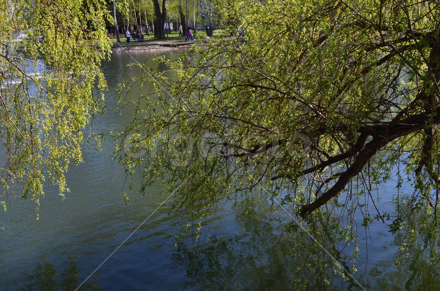 Дерево над озером
