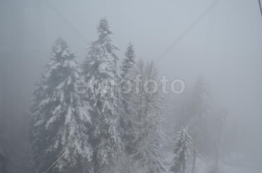 Ели в облаках