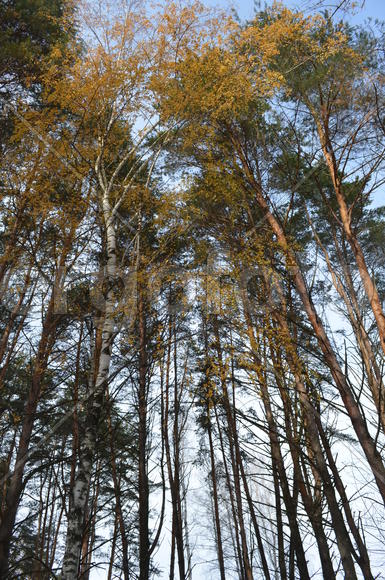 Кроны пожелтевших берез