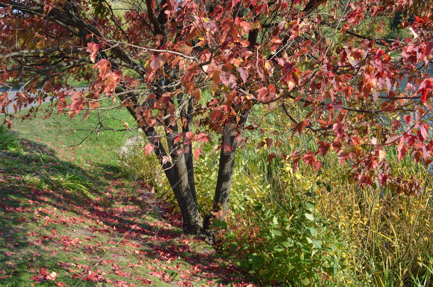 Низкий клен во всей красе