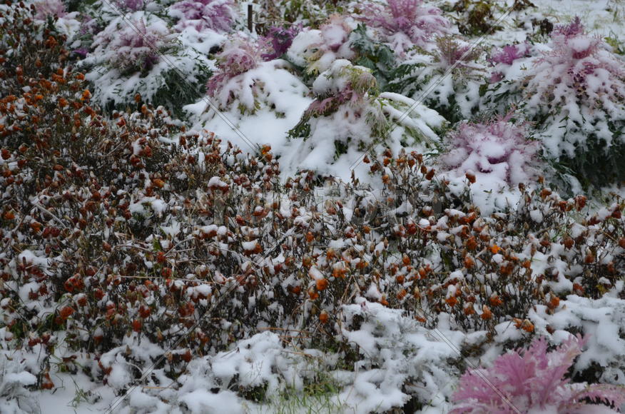 Зимняя клумба