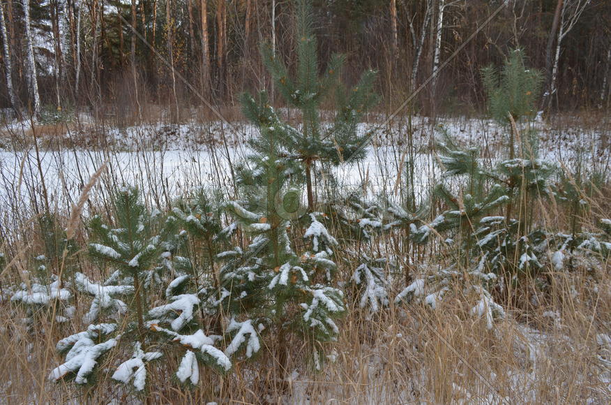 Молодые Елки зимой в лесу