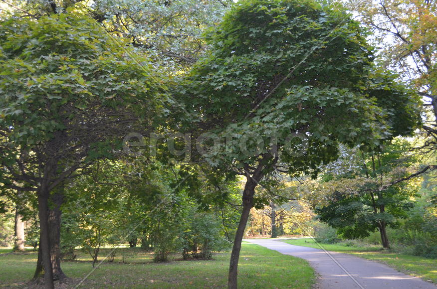 Парковая группа