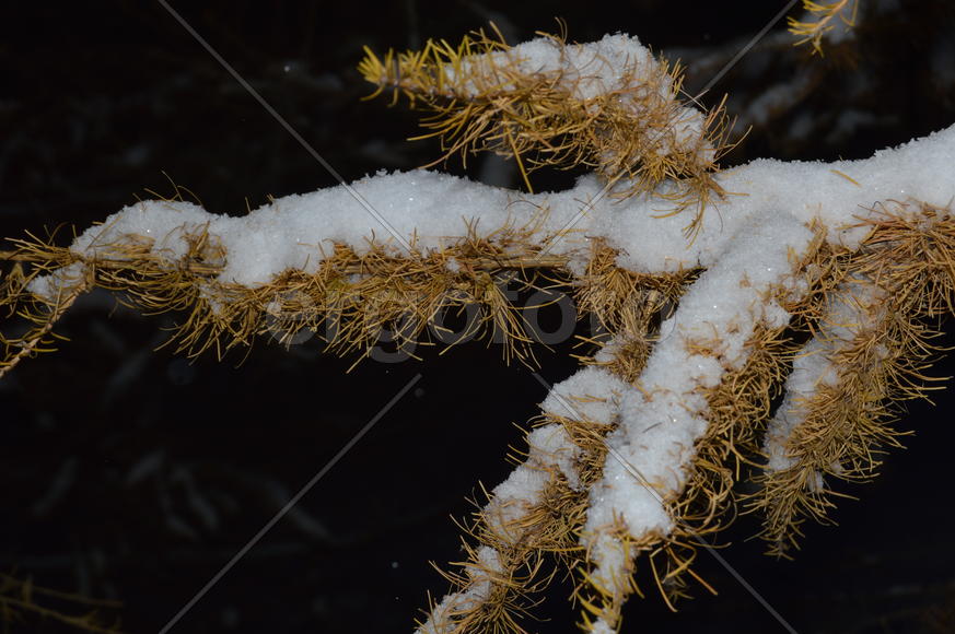 Лиственница. Ветка: снег на желтой хвое