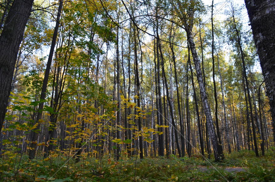 Осенний лес