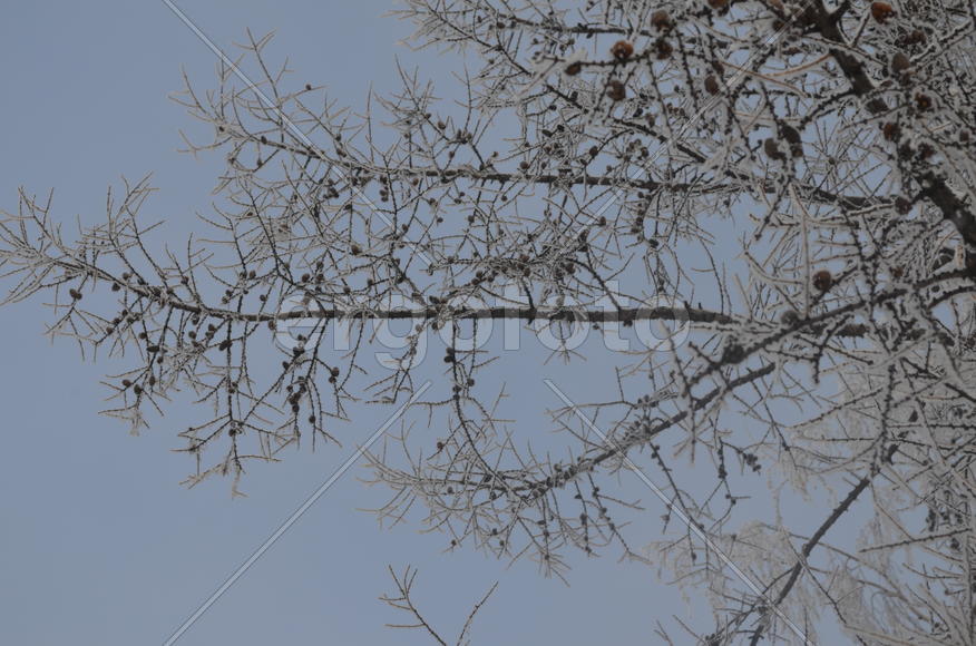 А на лиственице шишки