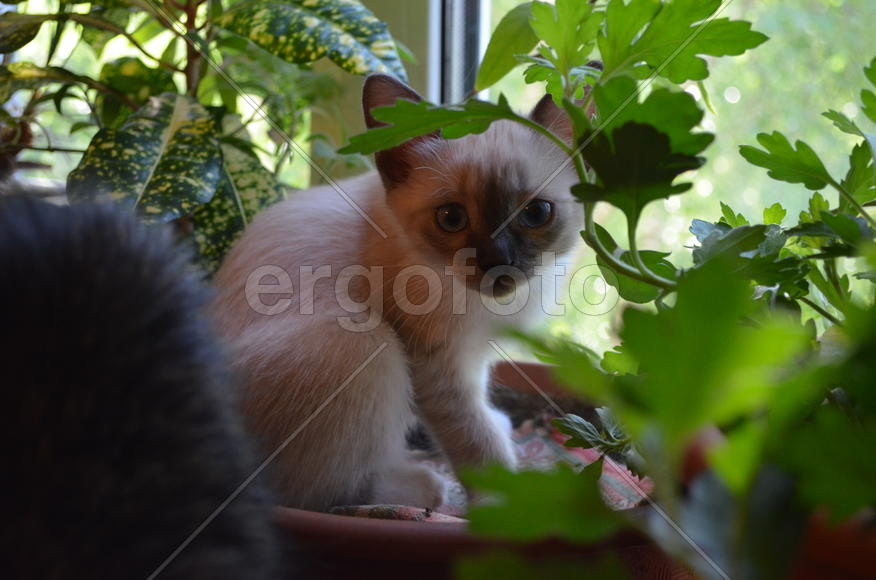 Тайский котенок в цветочном горшке 