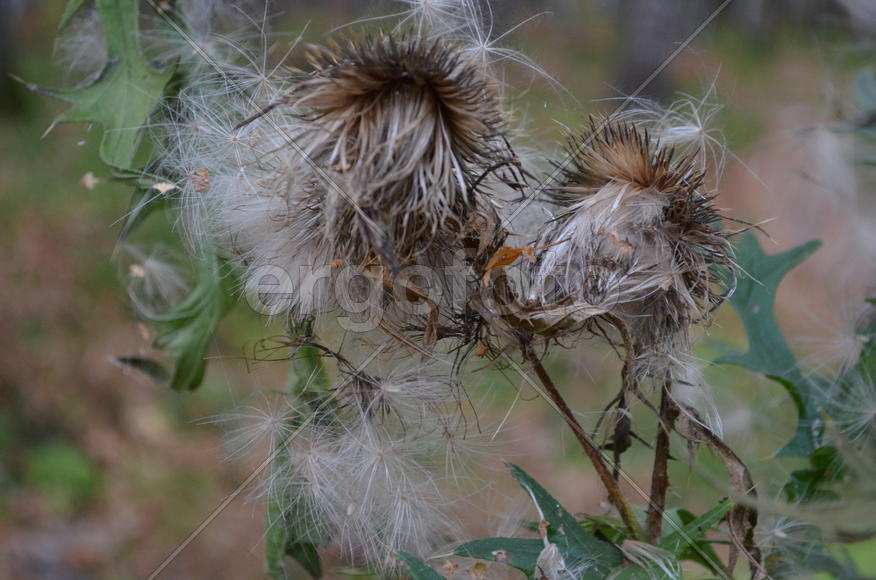 Пушистые семянки