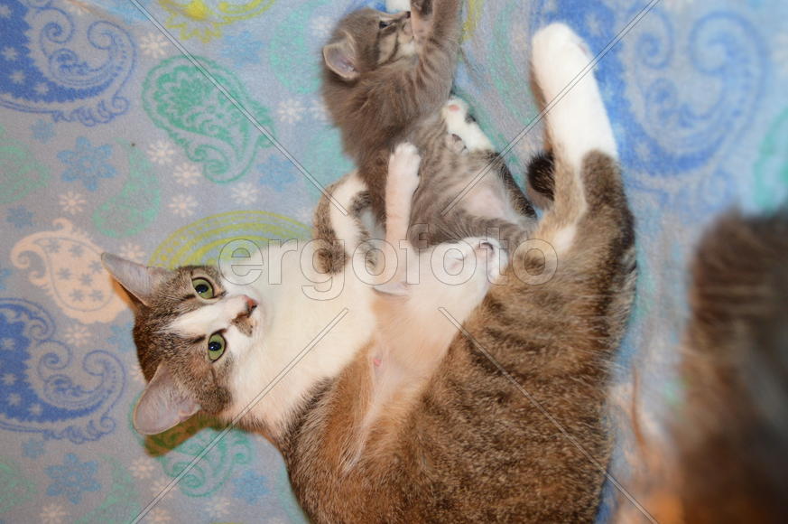 Кошка с котятами 