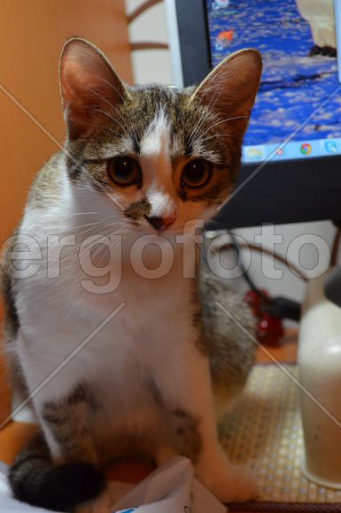 Портрет кошки крупным планом 