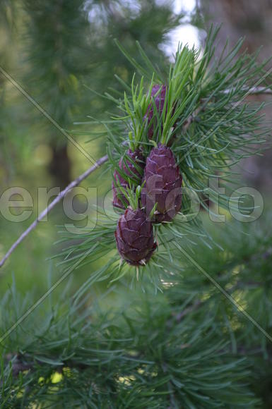 Лиственница (Lárix): три женские шишки