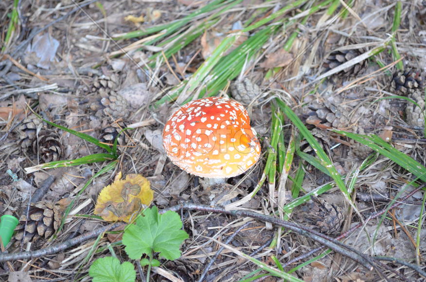 Красный мухомор в сосновом лесу