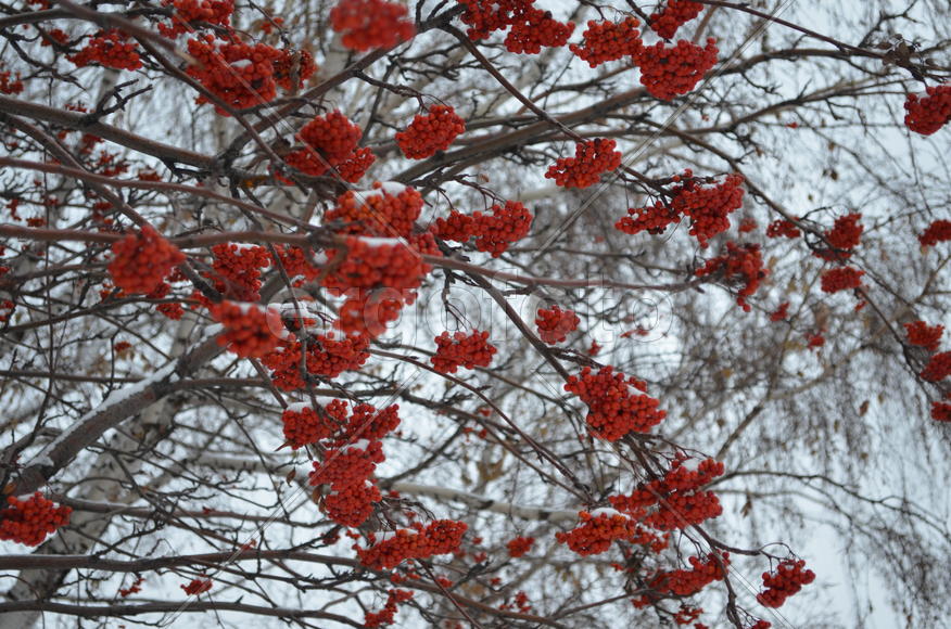 Рябина в снегу