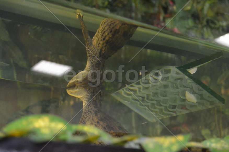 Крокодил в террариуме 