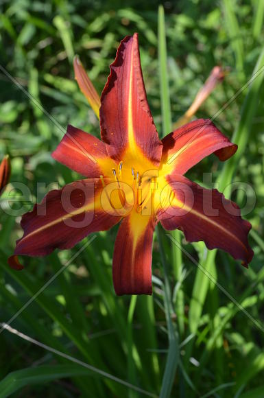Лиле́йник или Красодне́в (лат. Hemerocállis): бордовый цветок 