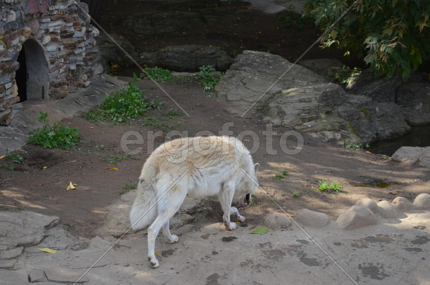 Белый волк в зоопарке 
