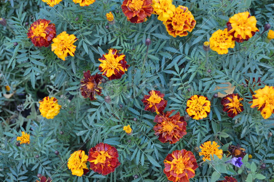 Тагетес (Tagetes): горуппа растоений вид сверху