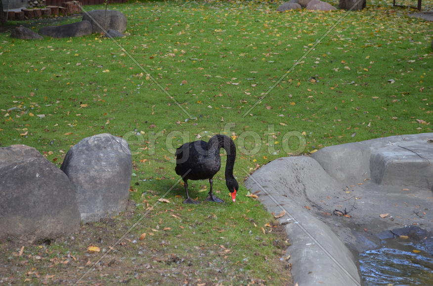 Серые лебеди на зеленой лужайке 