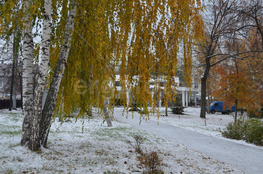 Береза золотая