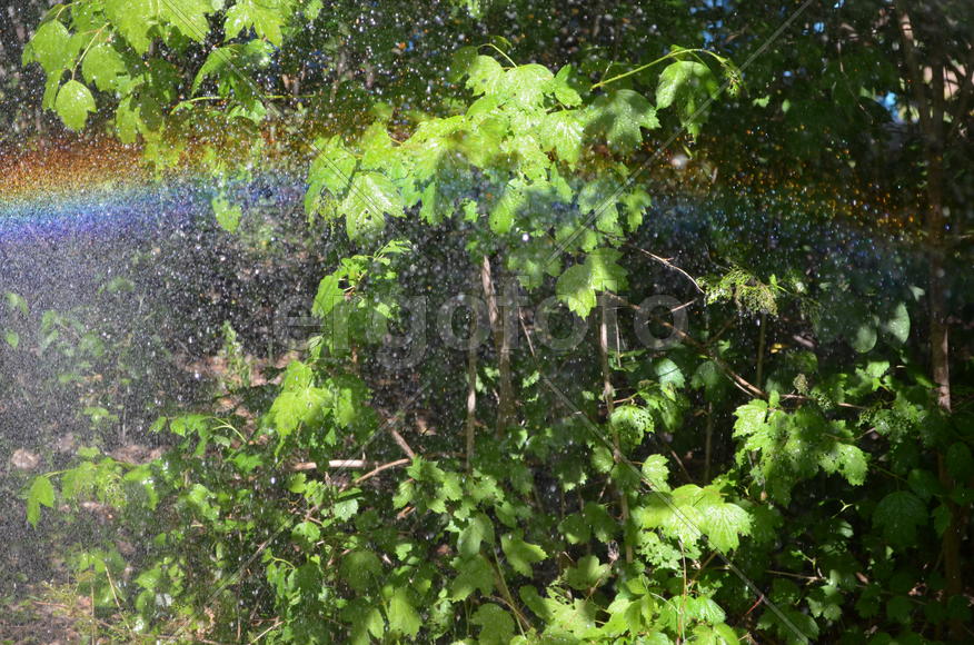 Радуга-дуга в саду