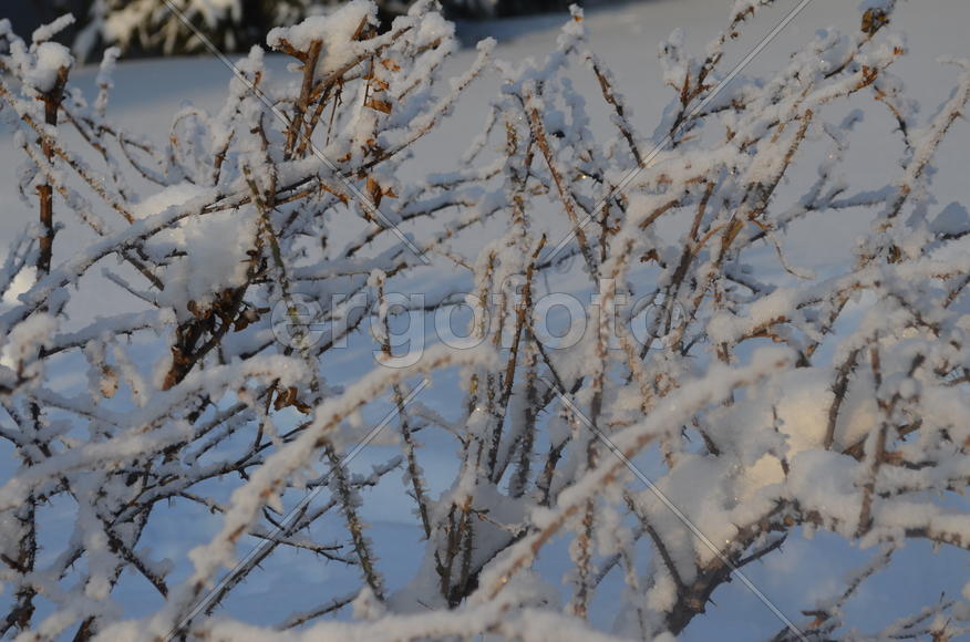 На фоне снега голубом