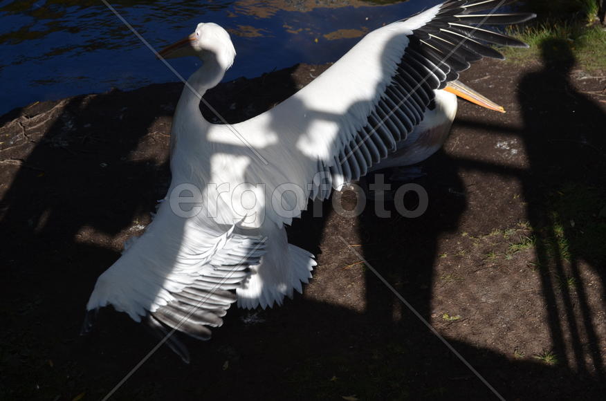 Пеликан у водоема 