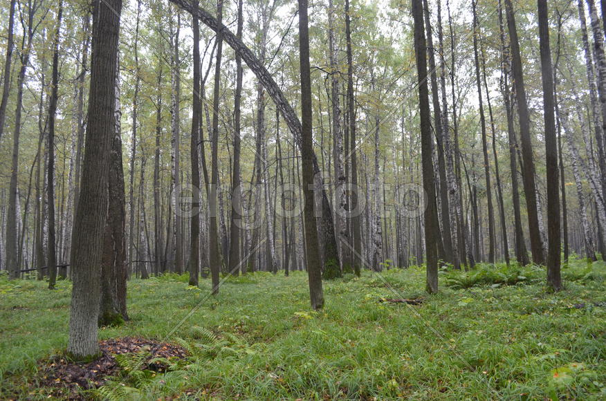 Пейзаж в чаще леса 
