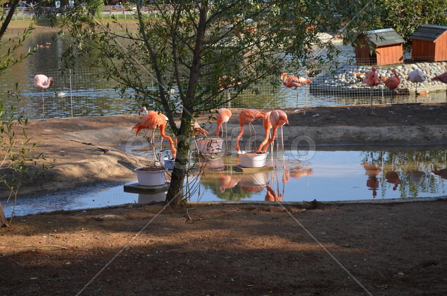 Розовые фламинго 