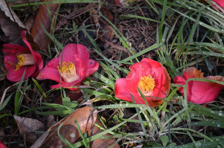 Красный цветок 