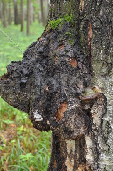 Ча́га или берёзовый гриб, Трутови́к ско́шенный (лат. Inonotus obliquus)