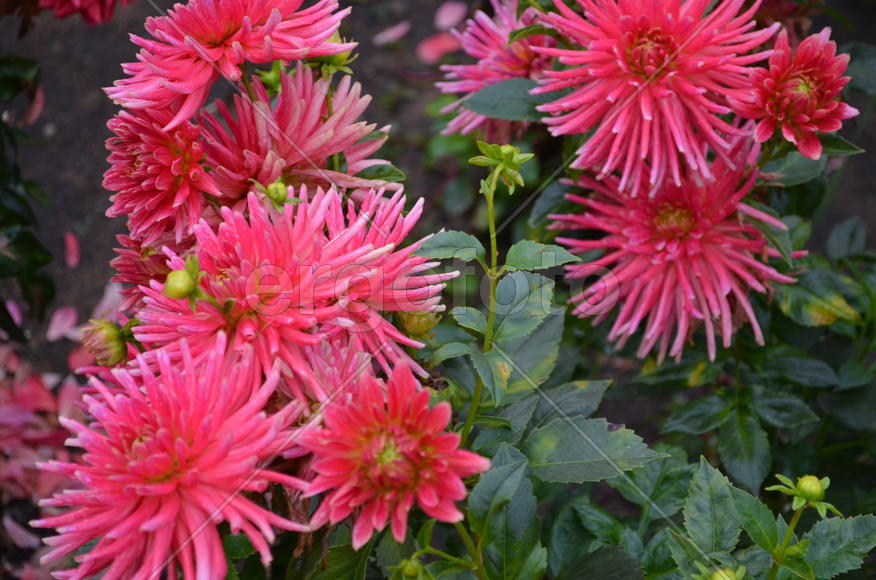 Роскошно розовый