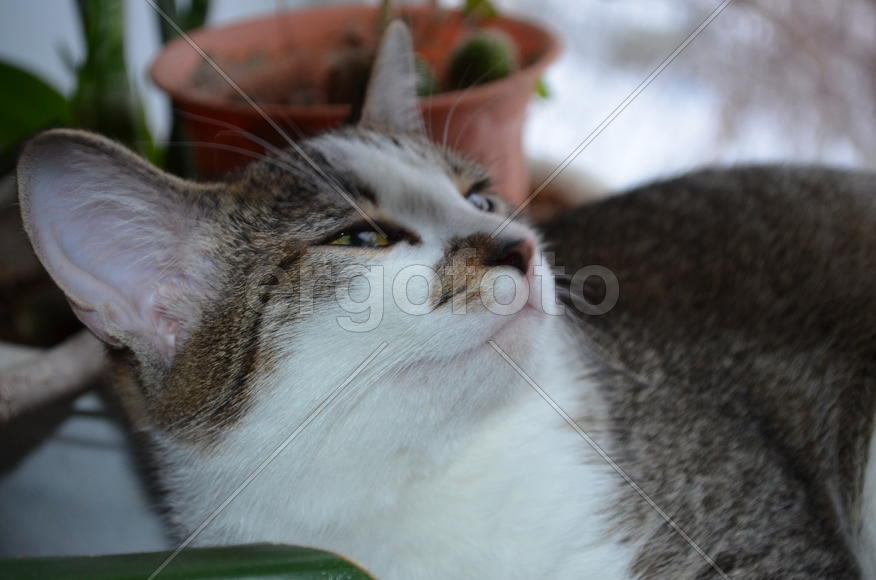 Портрет кошки 