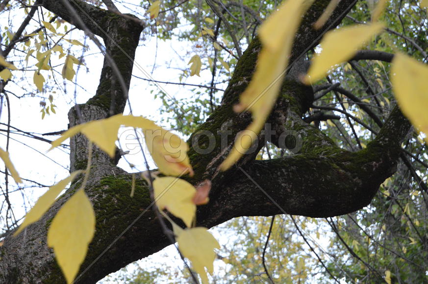 Золотая осень. Пожелтевшая листва ранней осени 