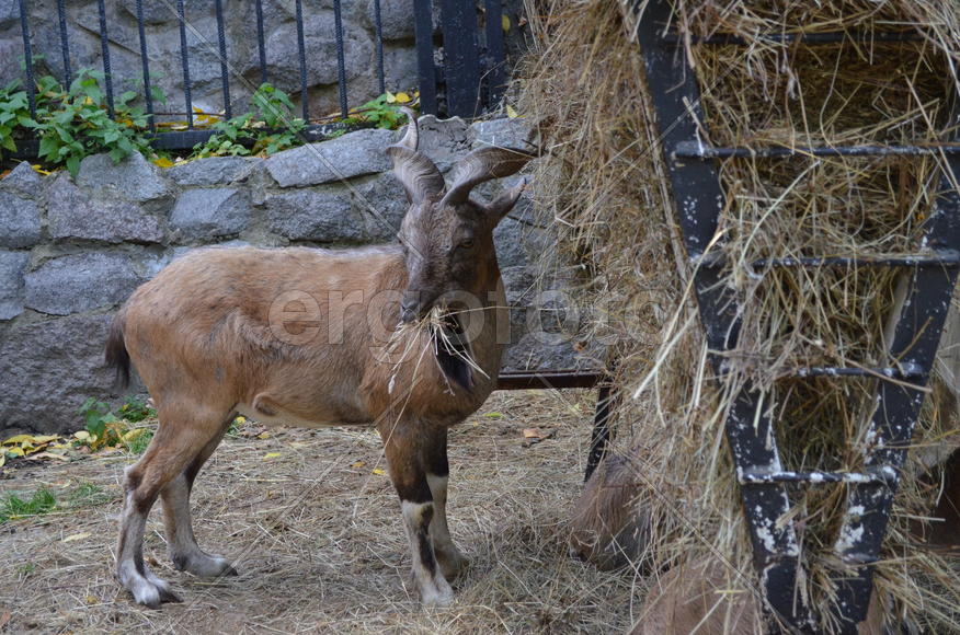 Осень. Парнокопытные: винторогий козёл или мархур (лат. Capra falconeri)