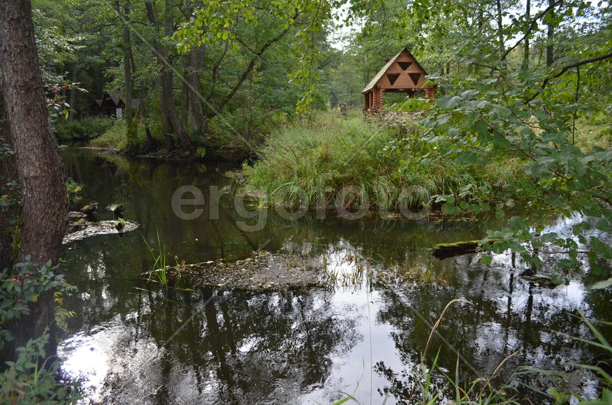 Лесной пейзаж летом 