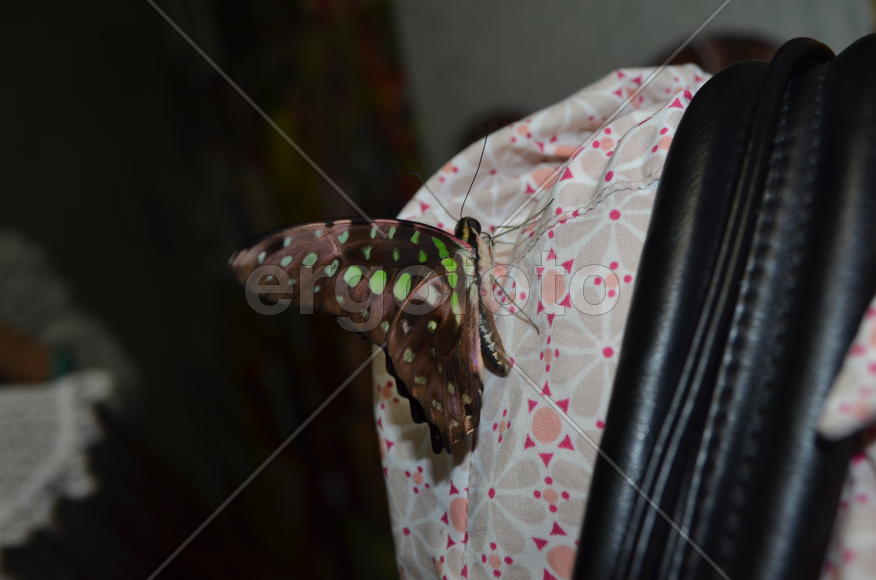 Экзотическая бабочка 