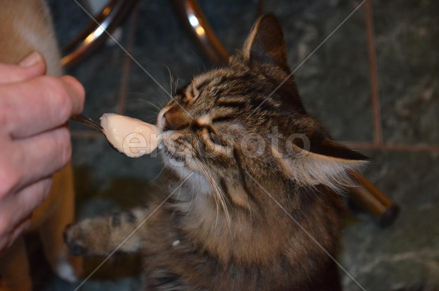 Кошка кушает с ложки 