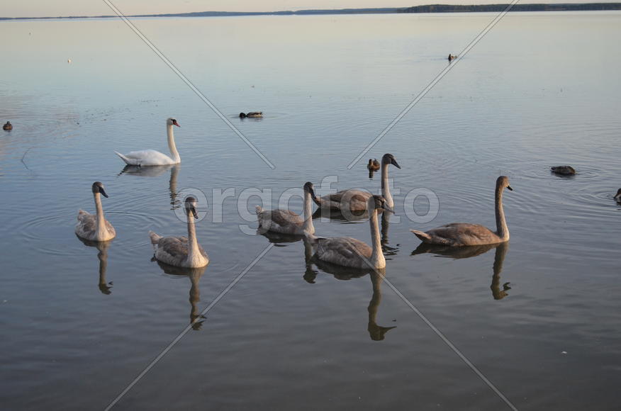 Дикие утки плавают по водоему 