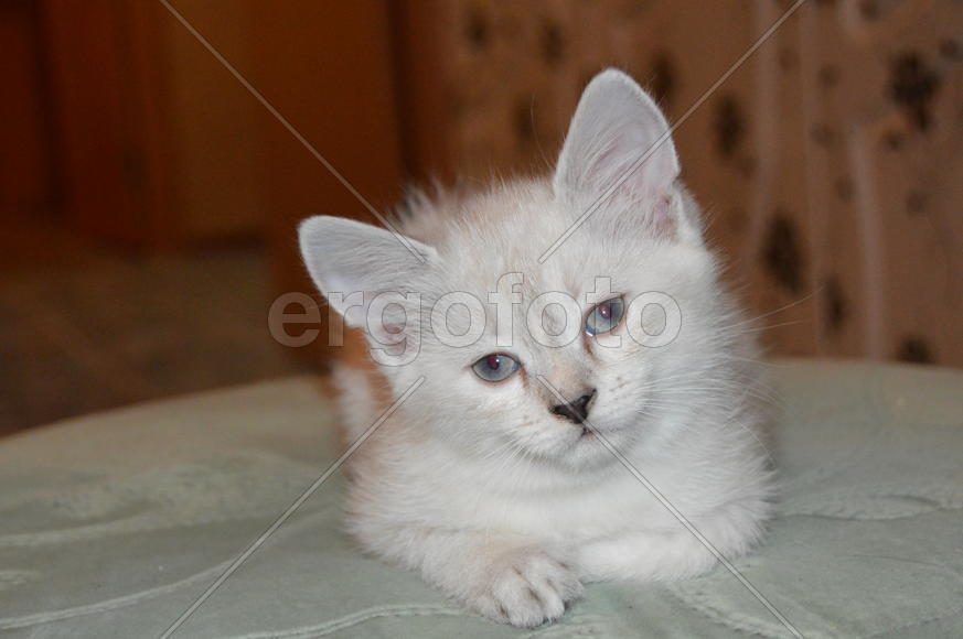 Тайский котенок